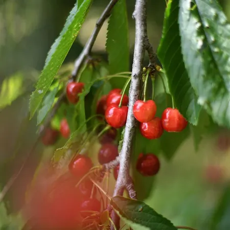 Ferienhaus Maslina *